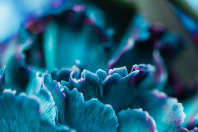 Extreme close up of flower