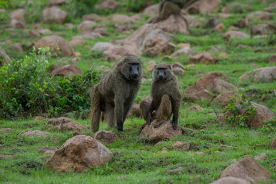 Monkeys sitting on field