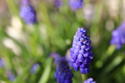 Close up of flowering grape hyacinths