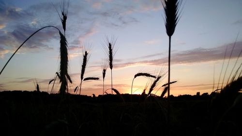 Silhouette of plants on field at sunset