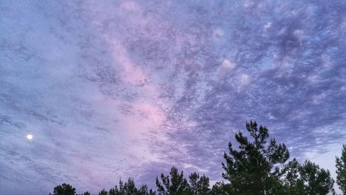 Low angle view of trees against sky at night