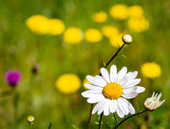 Close-up of white daisy flower on field