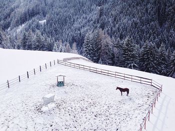 Dog on snow covered landscape