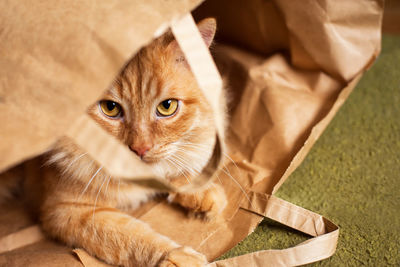 Close-up portrait of a cat