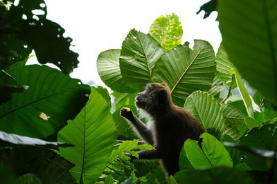Low angle view of monkey on leaves