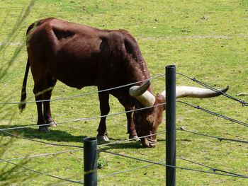 Horse standing on field