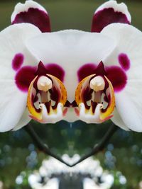 Close-up of orchids