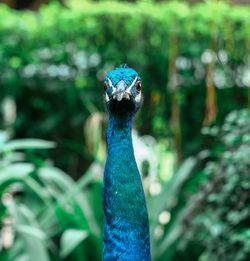 Close-up portrait of a peacock