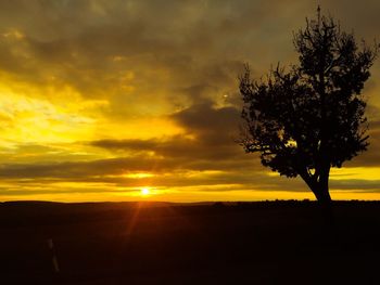 Silhouette of tree at sunset