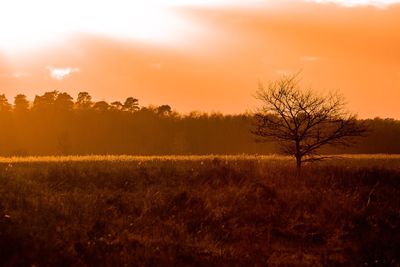 Scenic view of field against sky during sunset