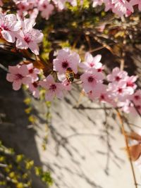 Close-up of pink cherry blossoms