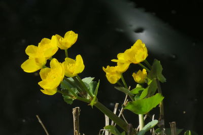 Close-up of yellow flowering plant