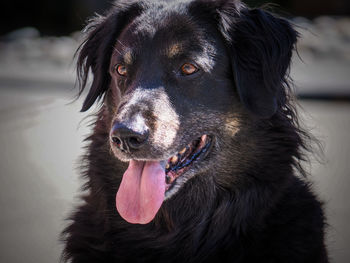 Close-up of black dog