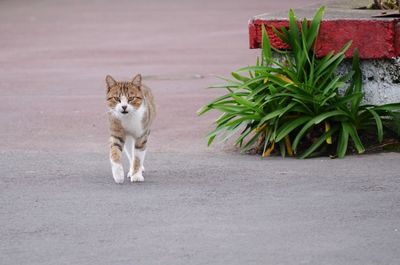 Portrait of cat walking on road