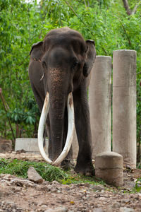 Elephant in a forest