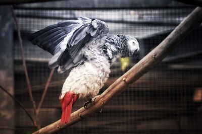 Close-up of bird perching in cage at zoo