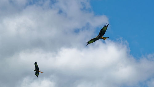 Low angle view of bird flying in sky