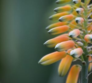 Close-up of flower growing outdoors