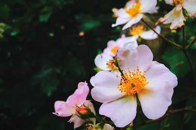 Close-up of pink flower blooming outdoors