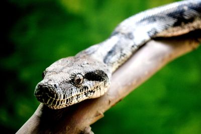 Close-up of hand holding lizard