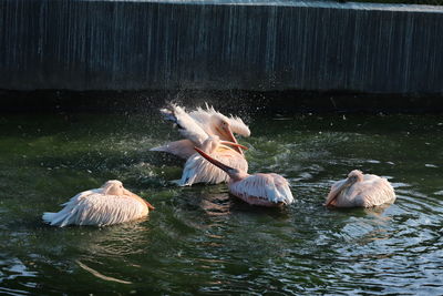 Pelicans swimming in lake