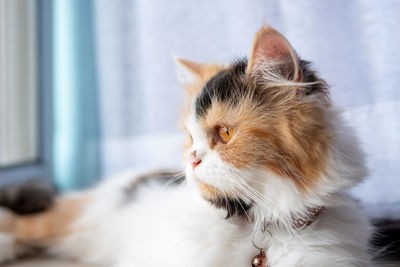 Close-up of cat looking away