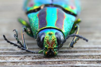 Close-up of insect