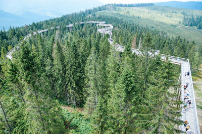 High angle view of pine trees in forest
