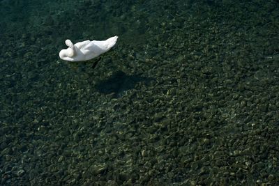 High angle view of swan floating on lake