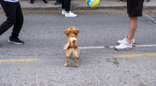 Children playing games outdoor,. have fun in the street.small brown dog watching