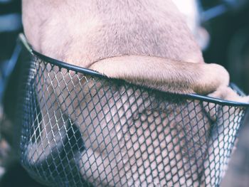 Close-up of a horse