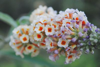 Close-up of flowers