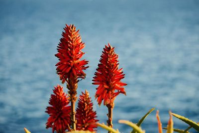 Close-up of red flowers against sea