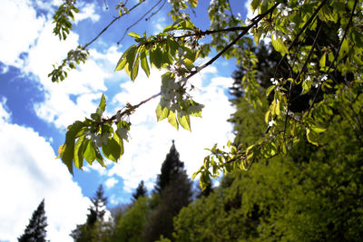 Low angle view of flowering plant against sky