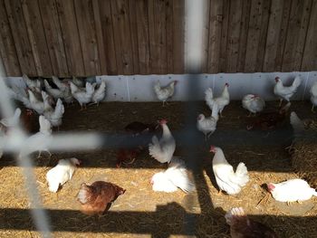 Close-up of chicken in the dark