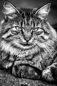 Close-up portrait of tabby cat