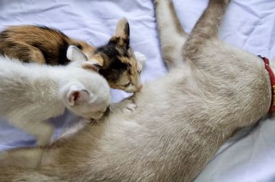 Close-up of cats sleeping on bed