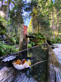 Plants by stream in forest