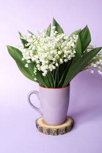 Close-up of potted plant against white background