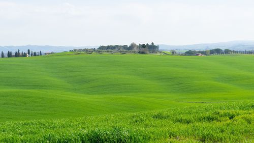 Scenic view of golf course against sky
