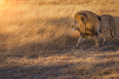Lion walking on grassy field
