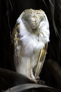 Close-up of bird