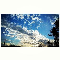 Low angle view of trees against sky