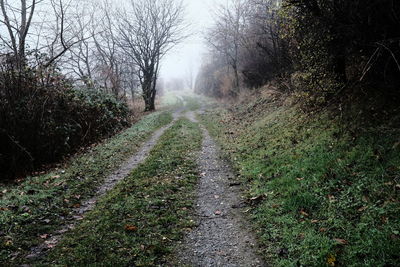 View of trail on road along trees