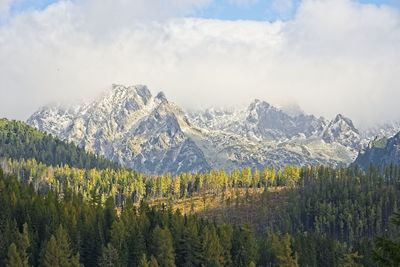 Pine trees on snowcapped mountains against sky