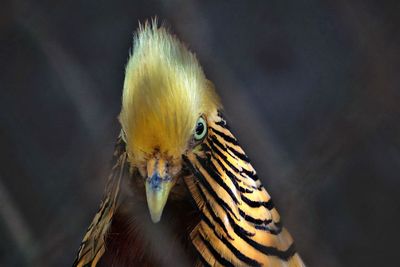 Close-up portrait of a bird