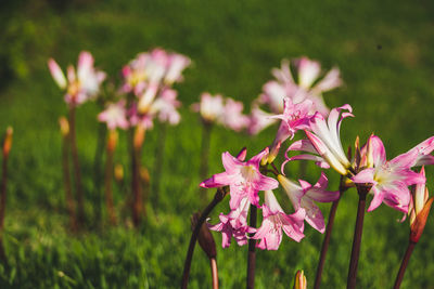 Close-up of pink flowering plants on field