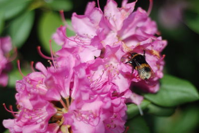 Close-up of bee pollinating on pink flower