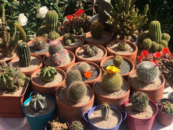 High angle view of potted plants