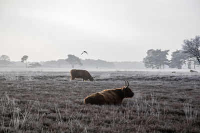 Horses grazing on field against sky